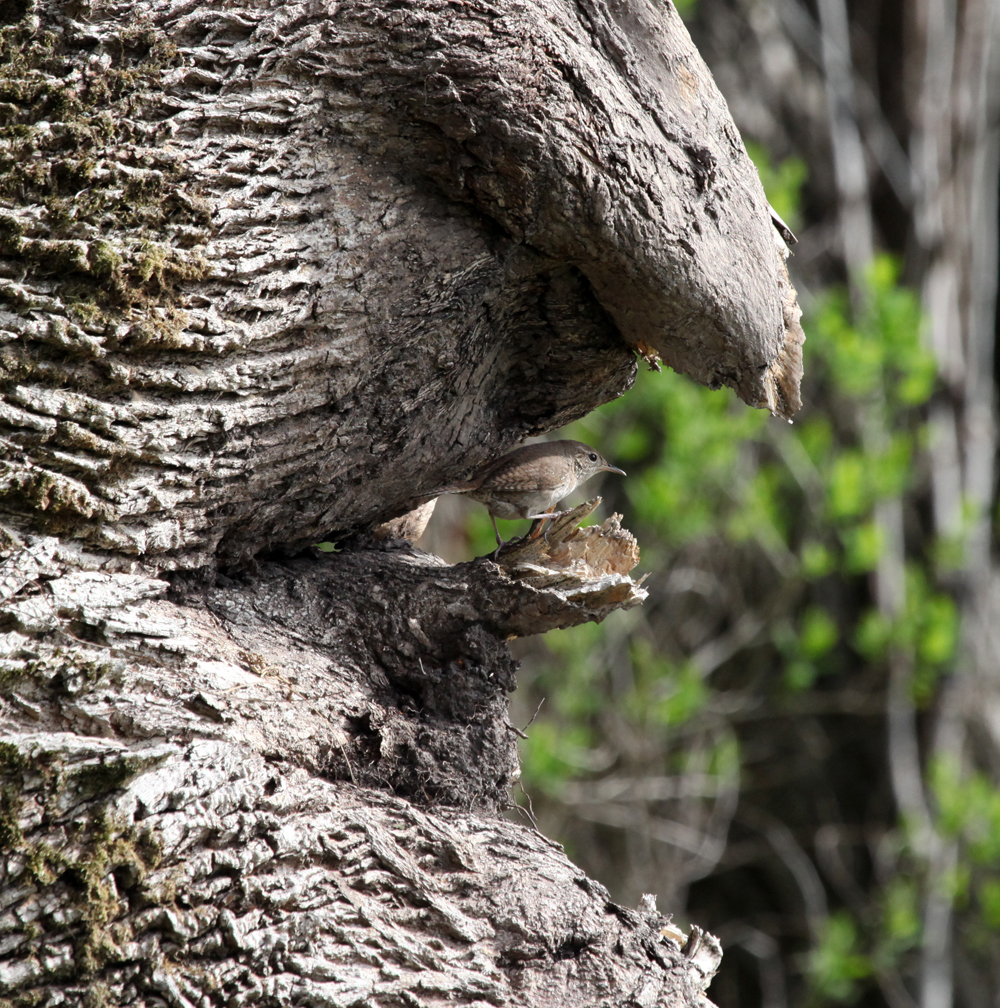 OWLET/BELGUMWI5202011MRT208X1000.jpg