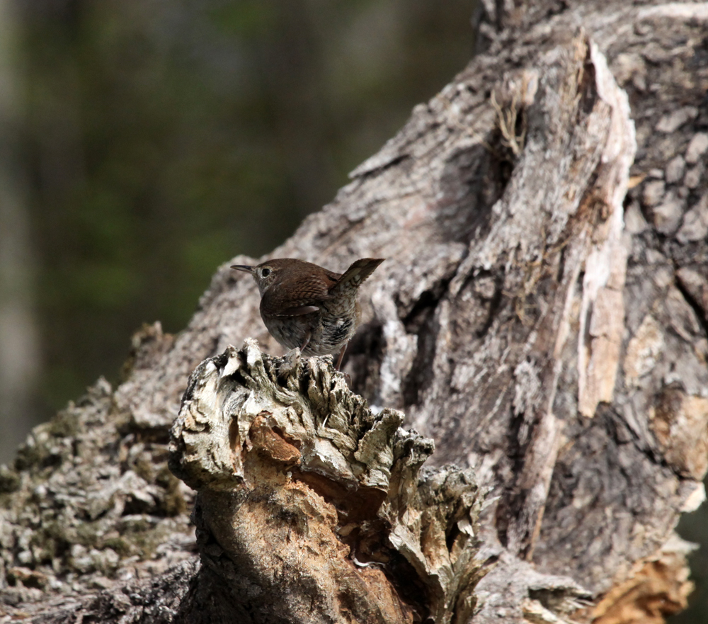 OWLET/BELGUMWI5202011MRT208X1000.jpg