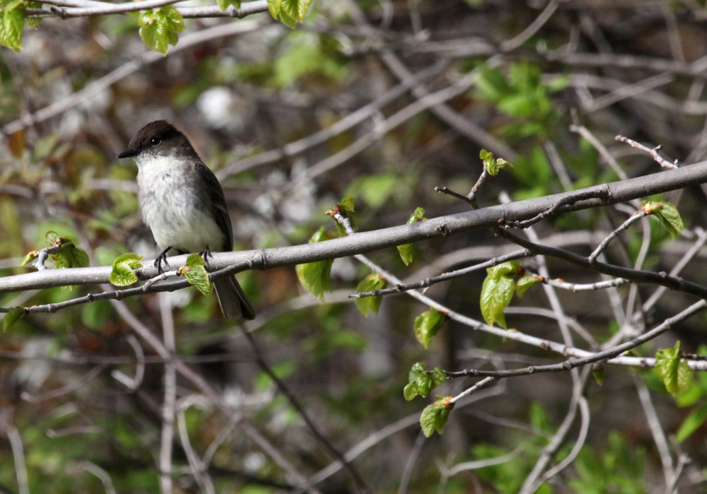 OWLET/BELGUMWI5202011MRT212X1000.jpg