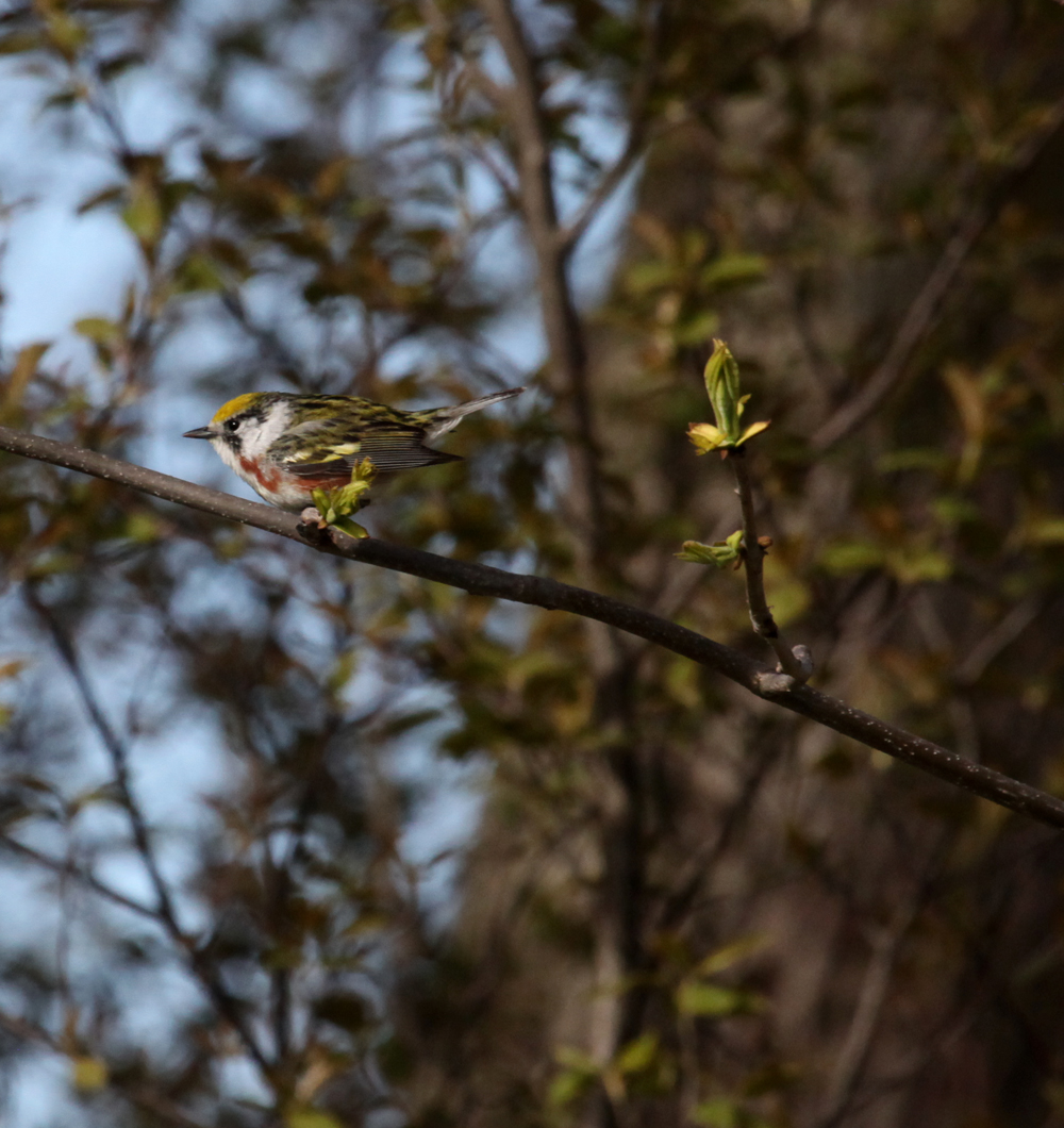 OWLET/BELGUMWI5202011MRT292X1000.jpg