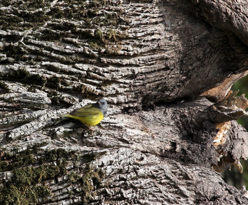 OWLET/BELGUMWI5202011MRT292X1000.jpg