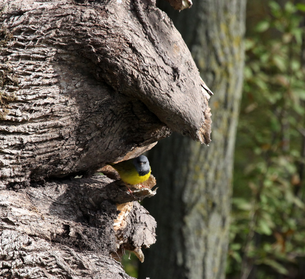 OWLET/BELGUMWI5202011MRT292X1000.jpg