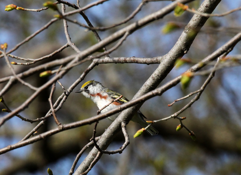 OWLET/BELGUMWI5202011MRT303X1000.jpg