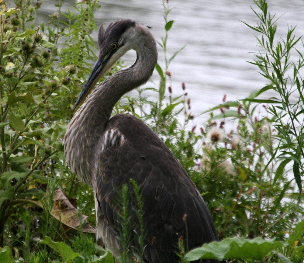 OWLET/BIGBLUEHERON015142011.jpg