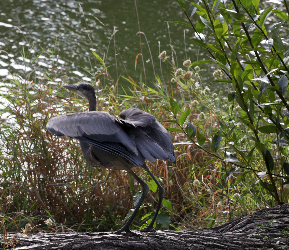 OWLET/BIGBLUEHERON07X1000.jpg