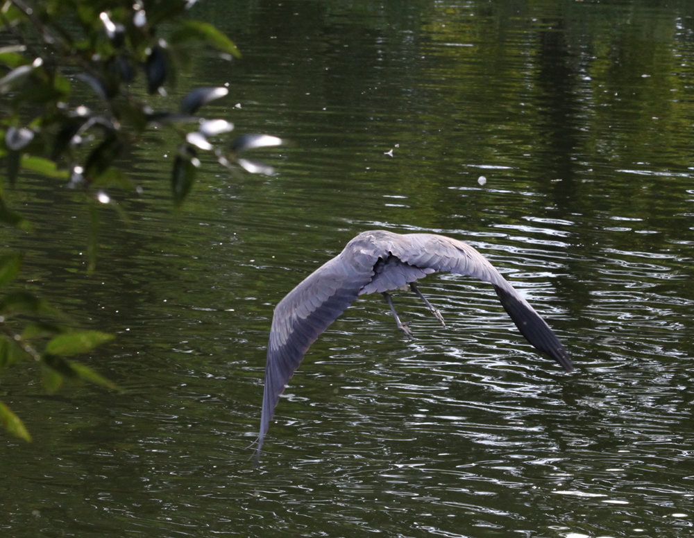 OWLET/BIGBLUEHERON08X1000.jpg