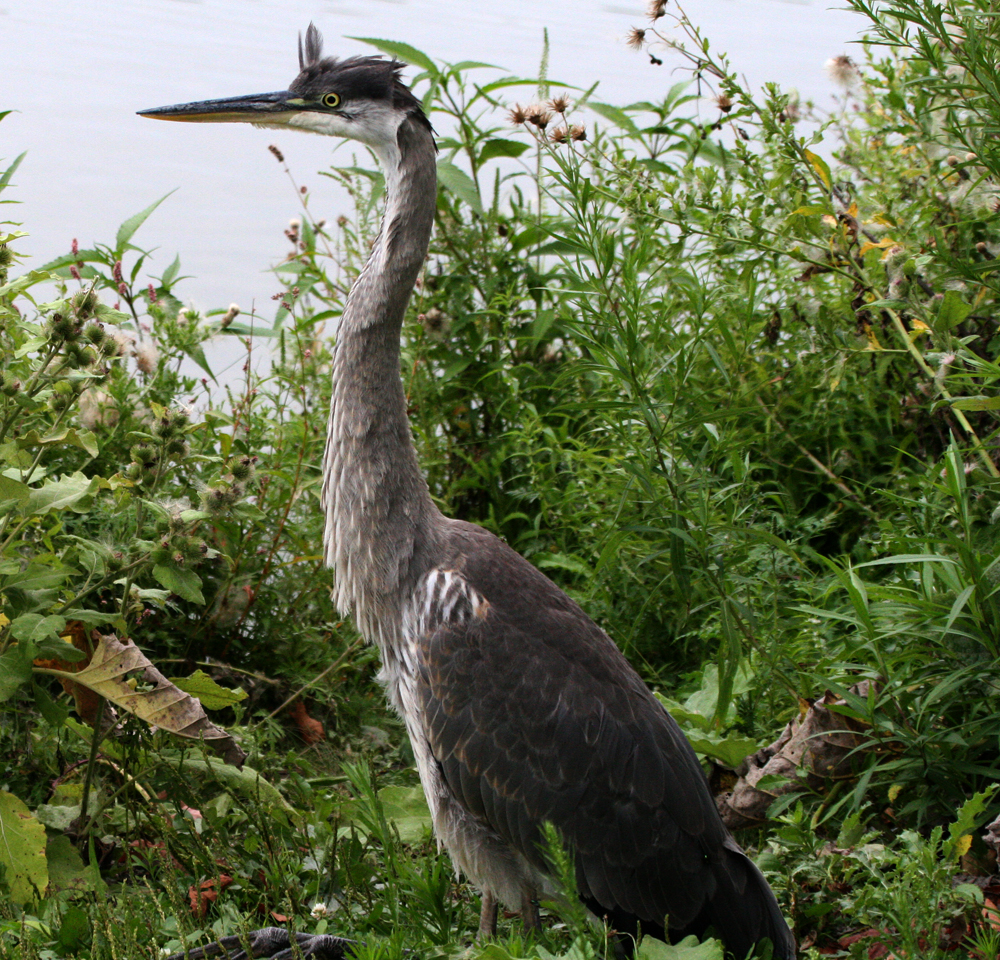 OWLET/BIGBLUEHERON015142011.jpg