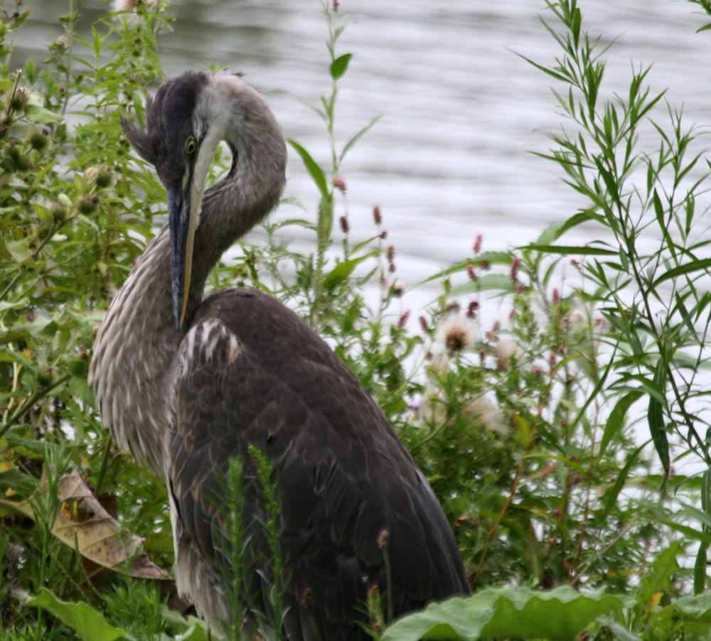 OWLET/BIGBLUEHERON015142011.jpg