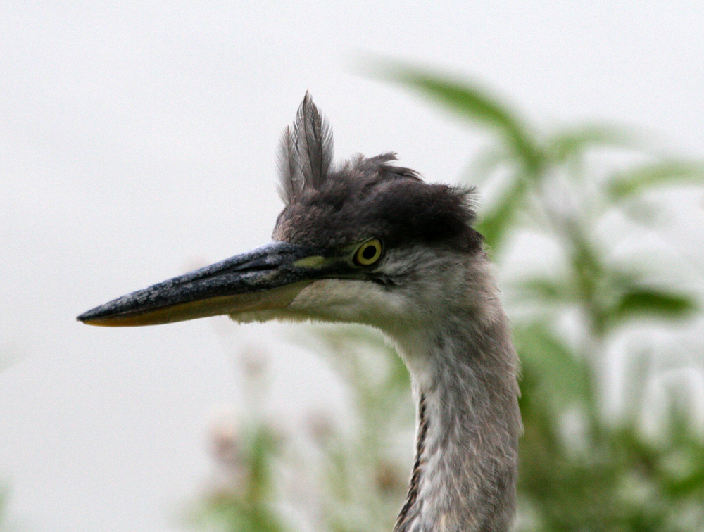OWLET/BIGBLUEHERON015142011.jpg