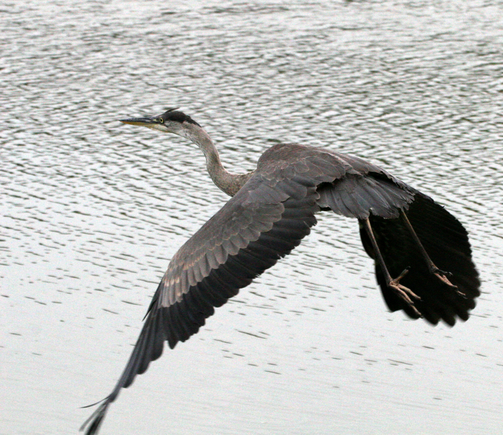 OWLET/BIGBLUEHERON015142011.jpg