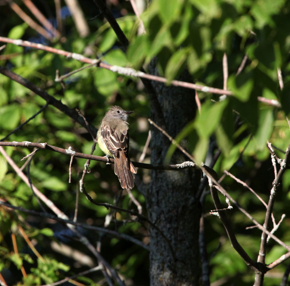 OWLET/EP8212012MRT046X1000.jpg