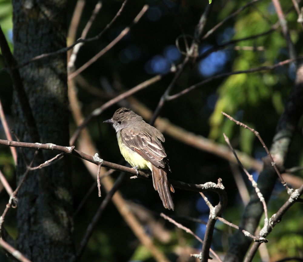 OWLET/EP8212012MRT046X1000.jpg