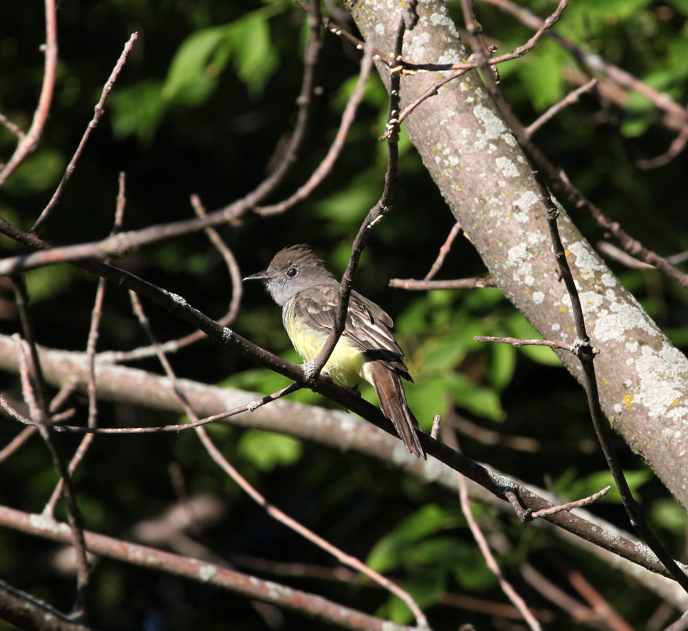 OWLET/EP8212012MRT046X1000.jpg