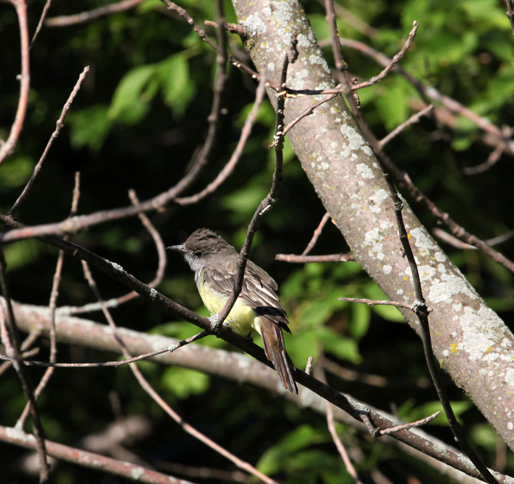 OWLET/EP8212012MRT046X1000.jpg