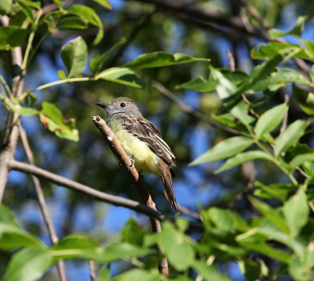 OWLET/EP8212012MRT046X1000.jpg