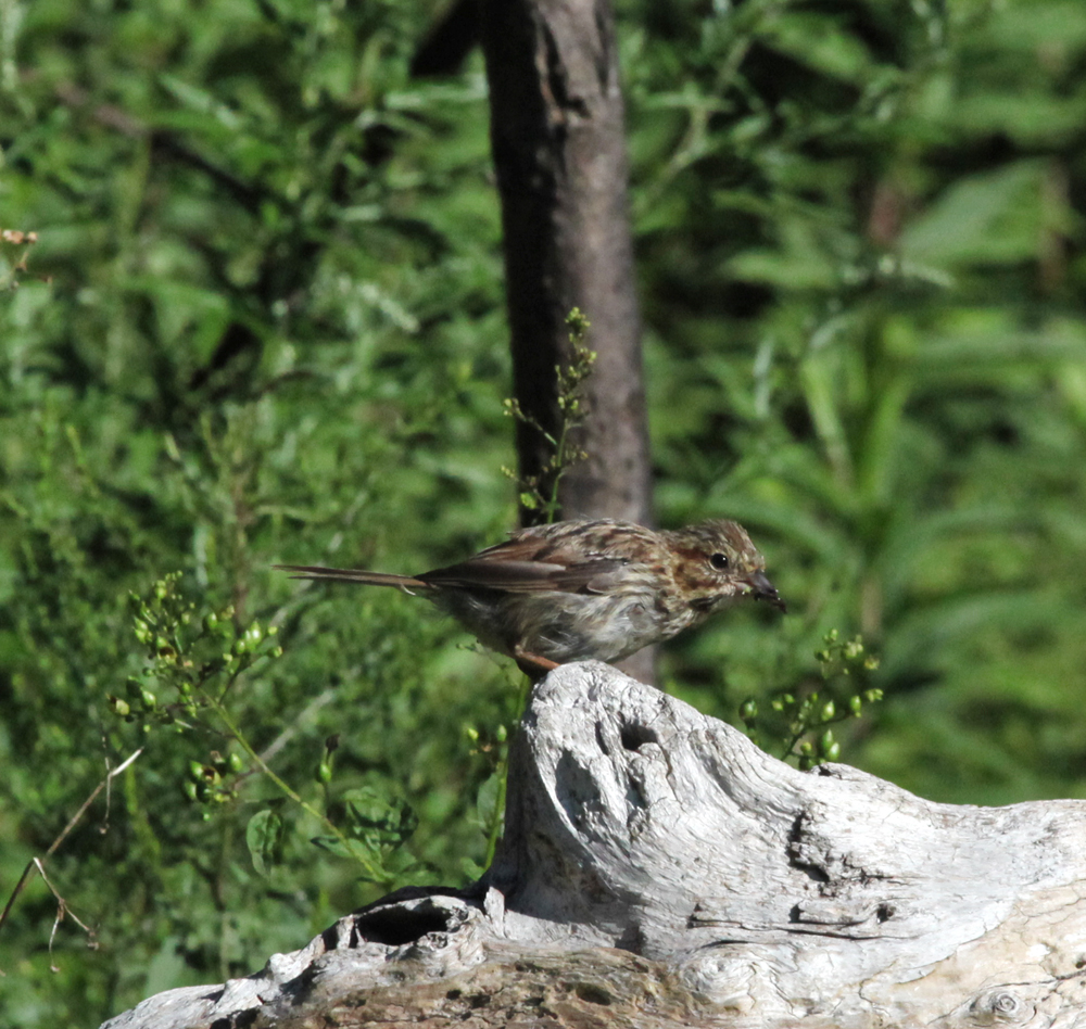 OWLET/EP8212012MRT046X1000.jpg