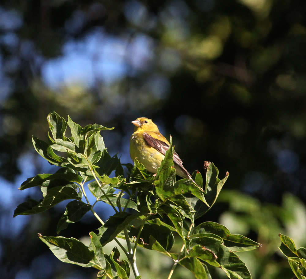 OWLET/EP8212012MRT076X1000.jpg