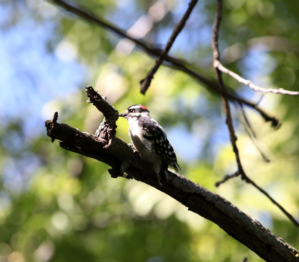 OWLET/EP8212012MRT076X1000.jpg