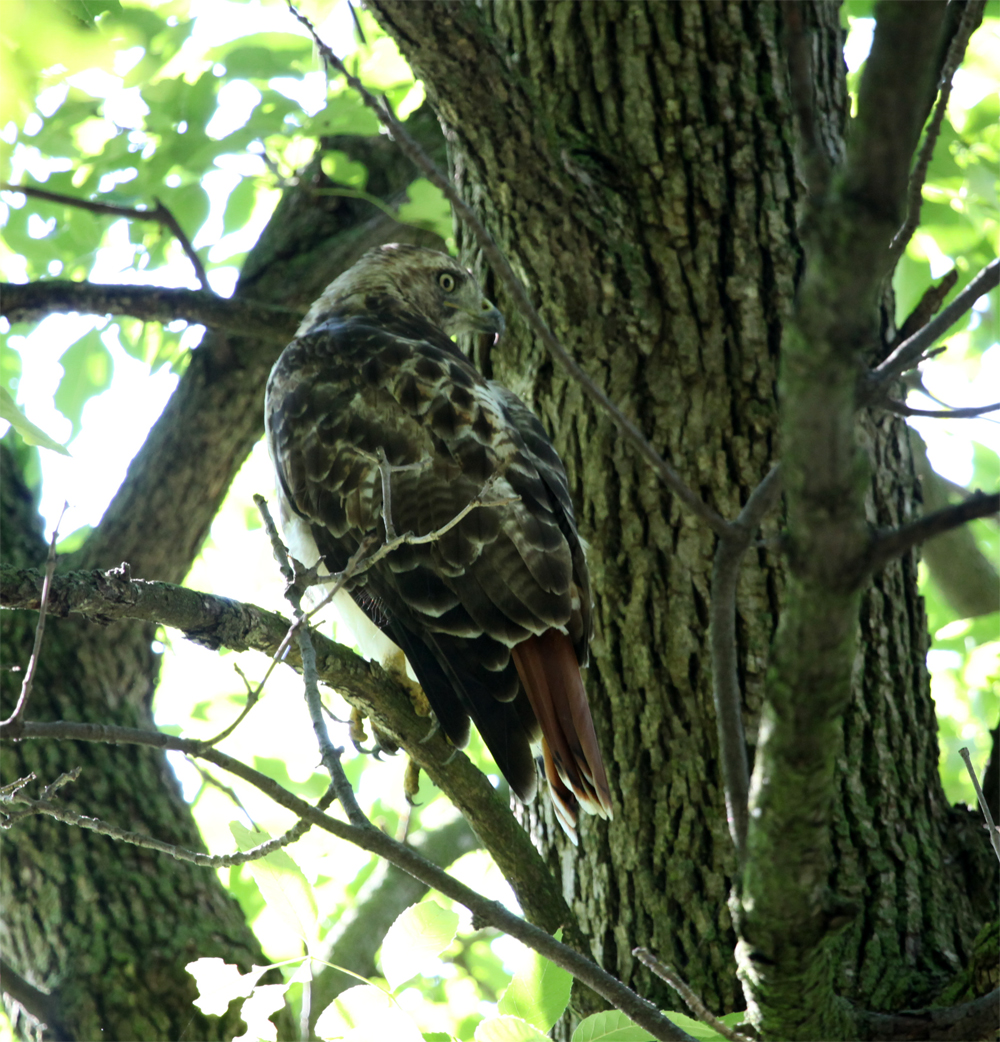 OWLET/EP8272012MRT052X1000.jpg