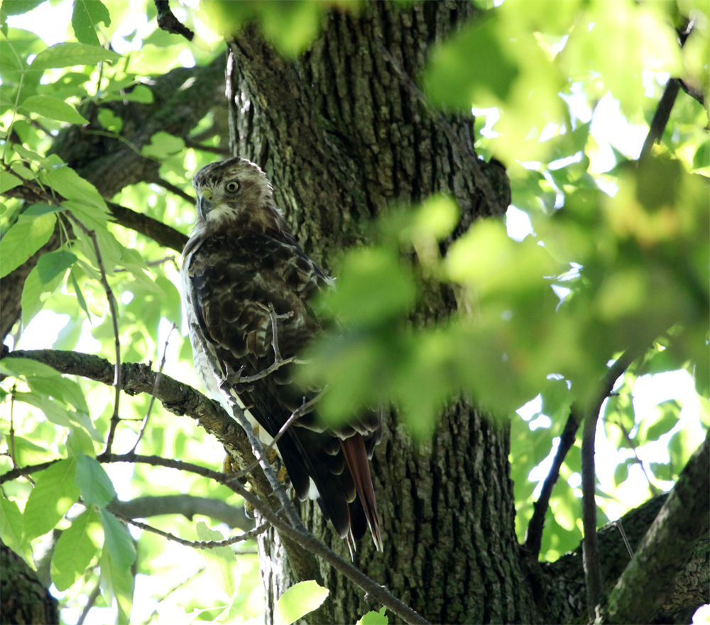 OWLET/EP8272012MRT052X1000.jpg