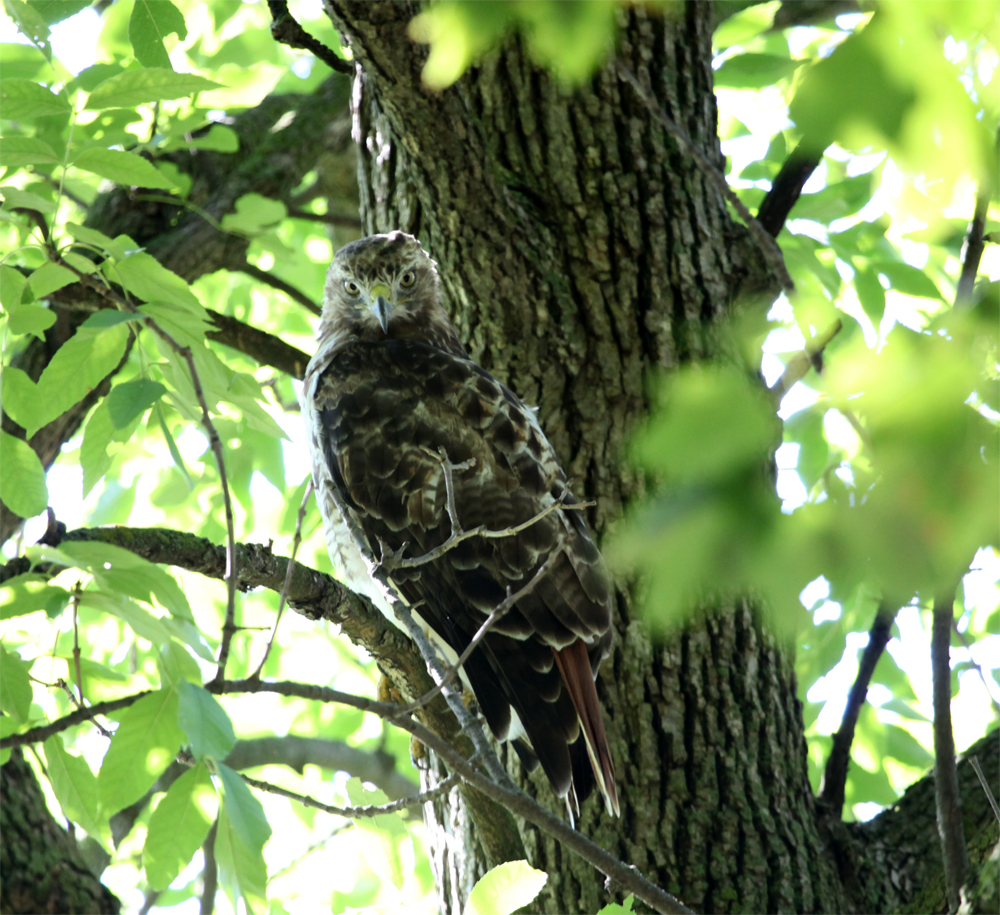 OWLET/EP8272012MRT052X1000.jpg