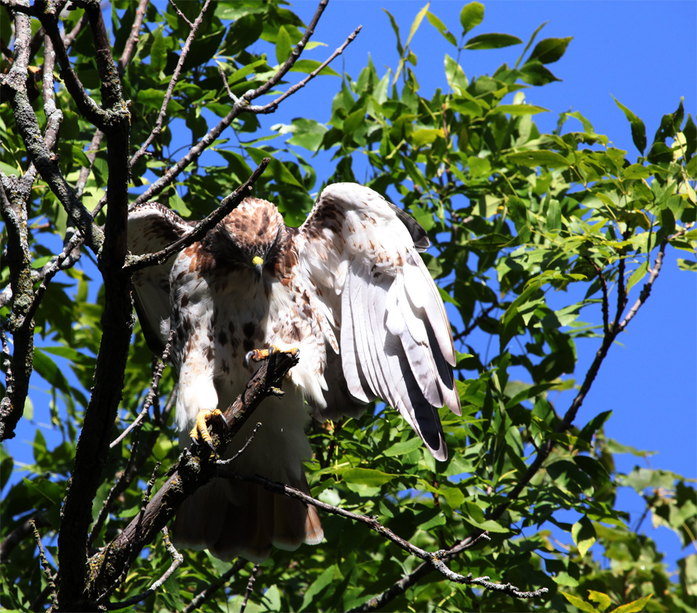 OWLET/EP8272012MRT052X1000.jpg