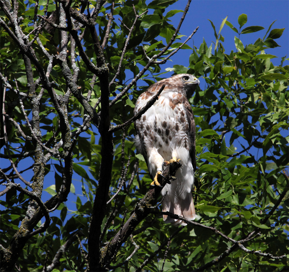 OWLET/EP8272012MRT052X1000.jpg