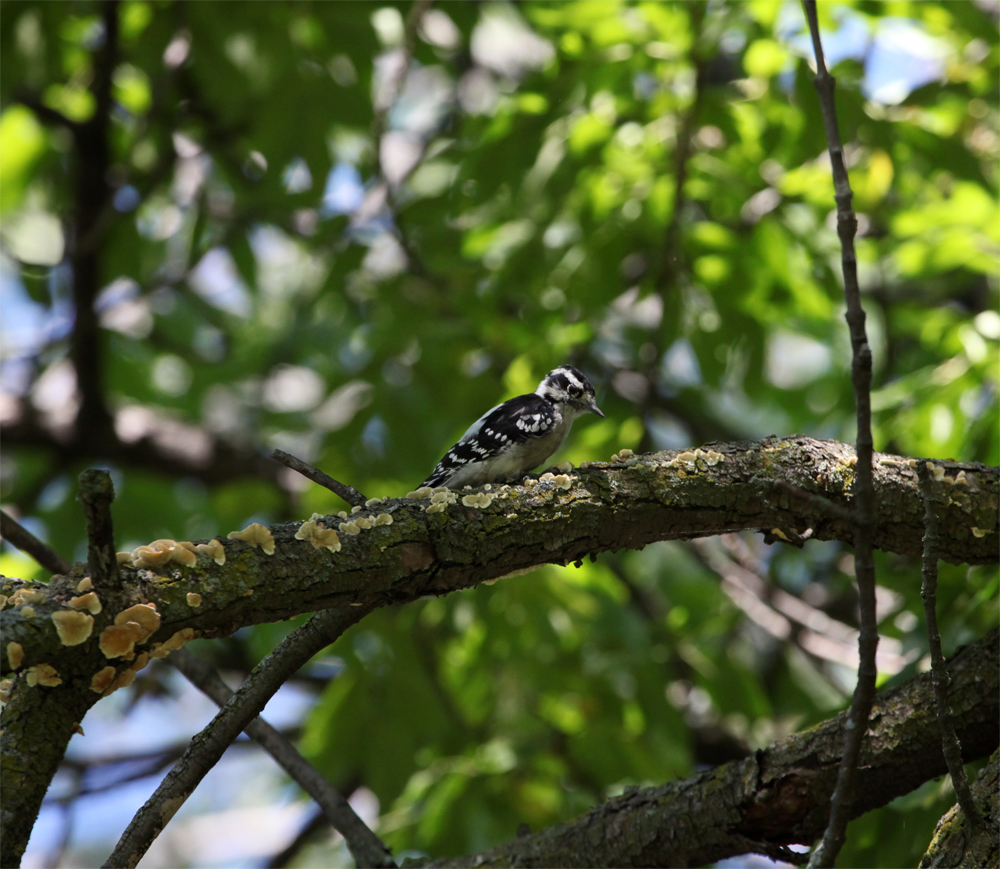 OWLET/EP8272012MRT157X1000.jpg