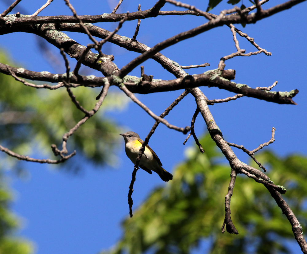 OWLET/EPARK8202012MRT036x1000.jpg