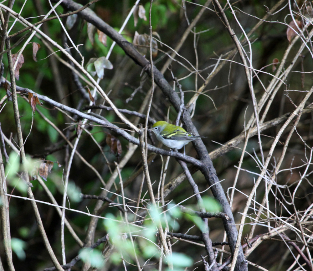 OWLET/EPARK8202012MRT036x1000.jpg