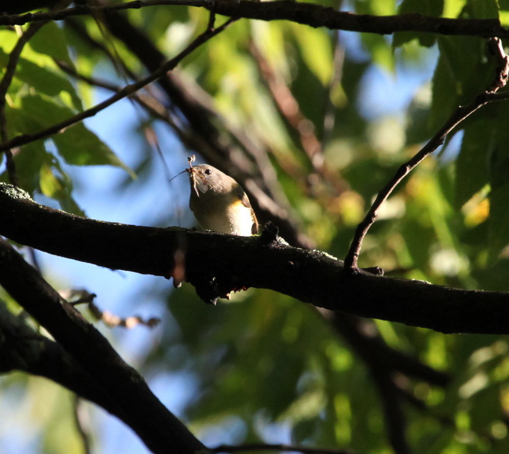 OWLET/EPARK8202012MRT036x1000.jpg