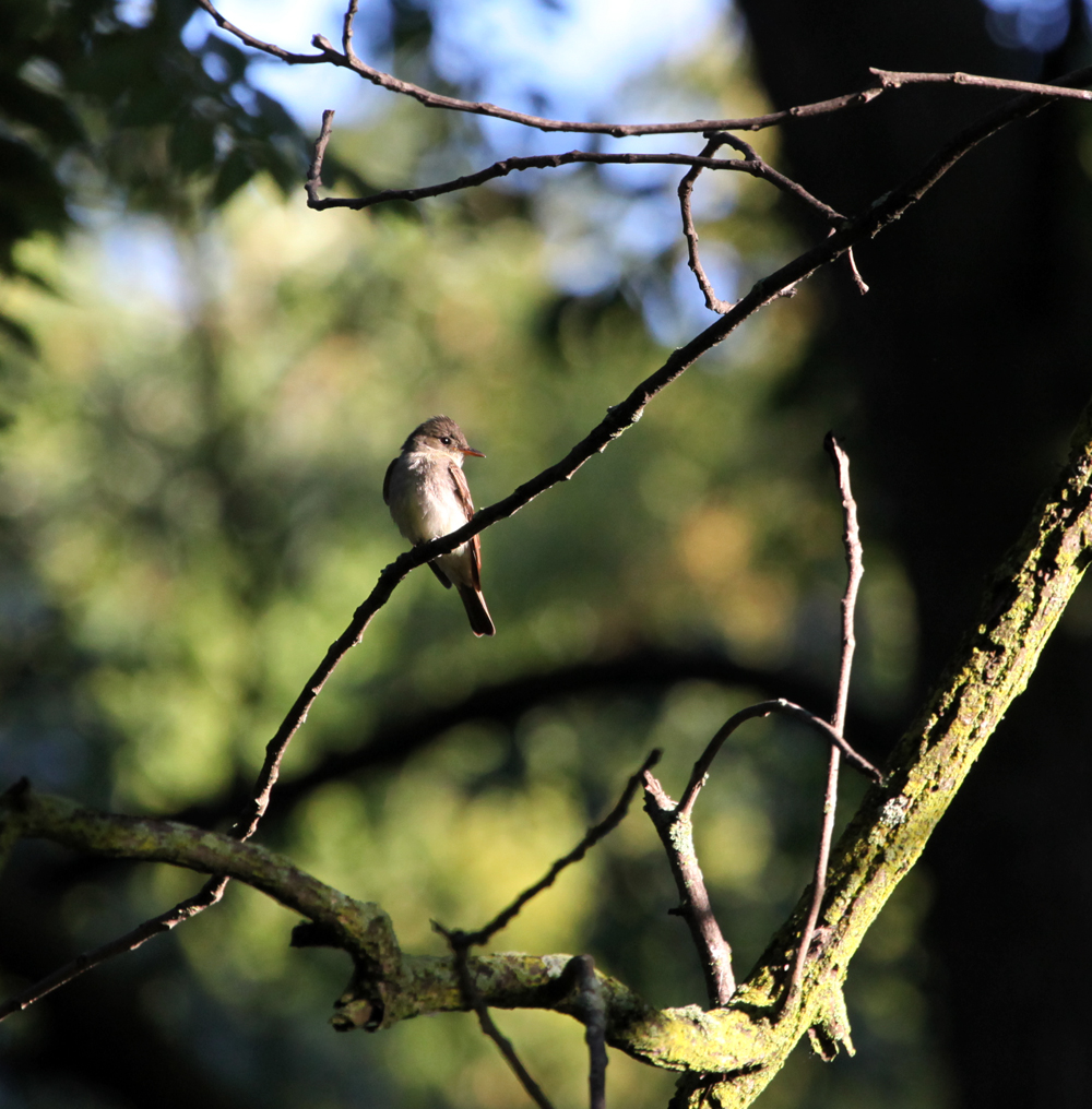 OWLET/EPARK8202012MRT036x1000.jpg