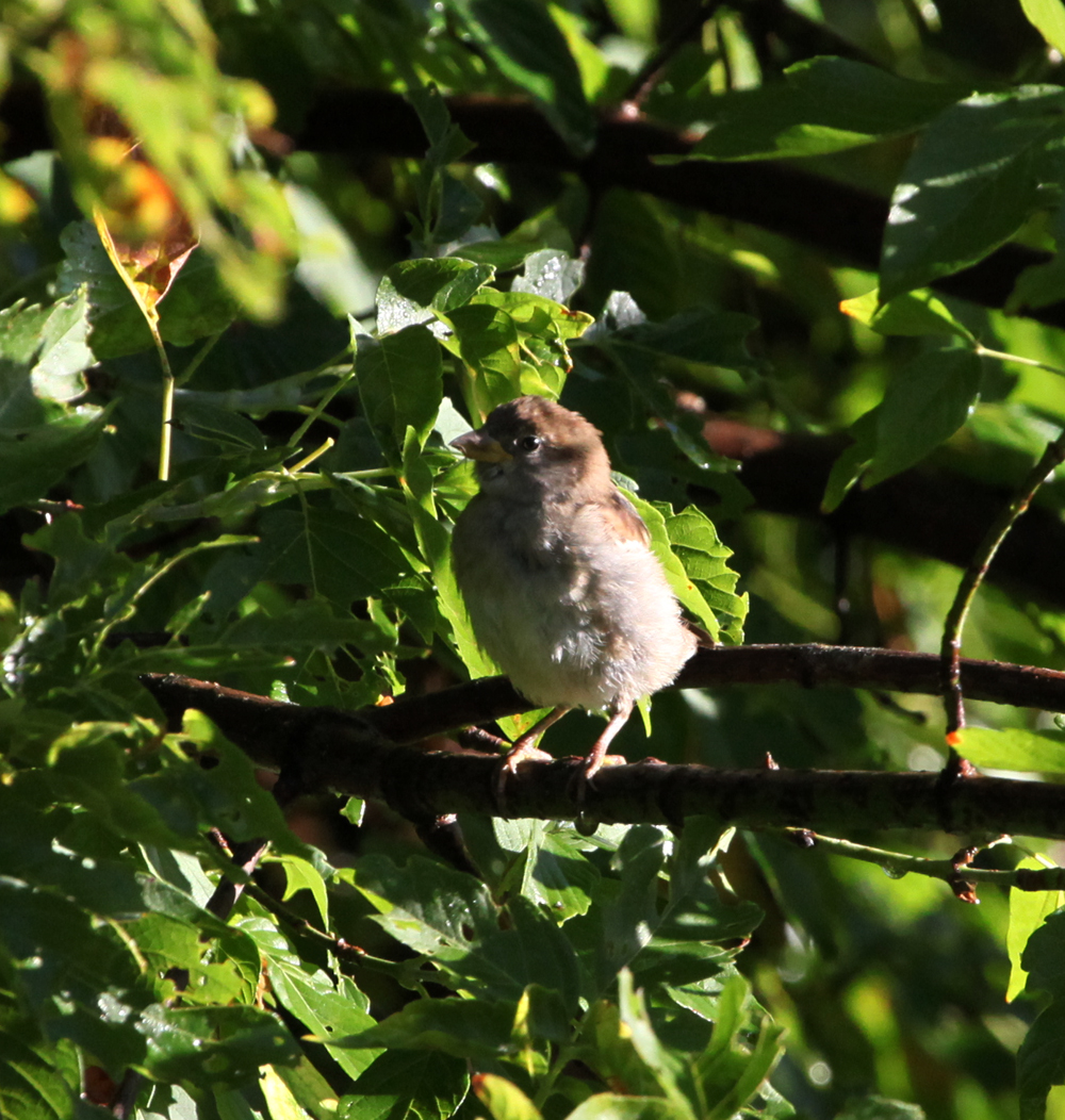 OWLET/EPARK8202012MRT036x1000.jpg