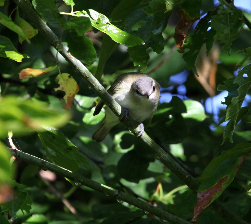 OWLET/EPARK8202012MRT058X1000.jpg