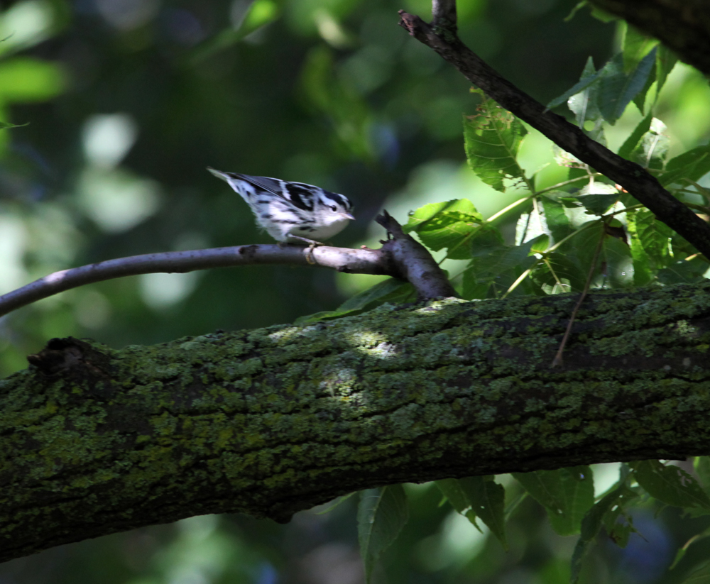 OWLET/EPARK8202012MRT058X1000.jpg