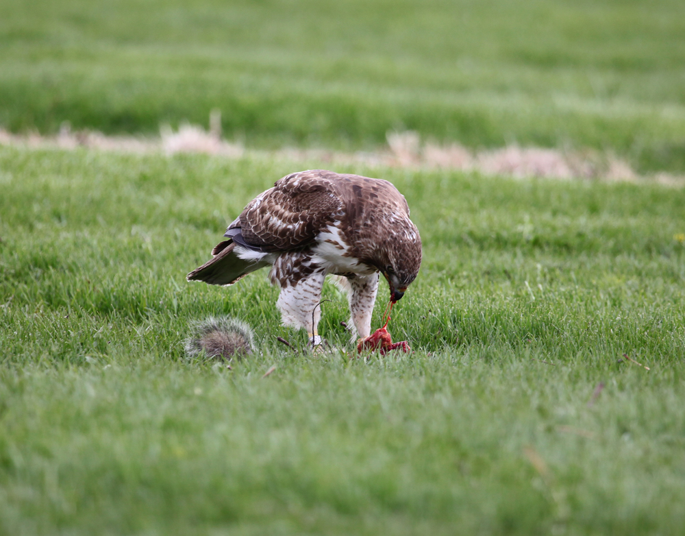 OWLET/ESRTABROOKPARKMRTRAPP408201213X1000.jpg