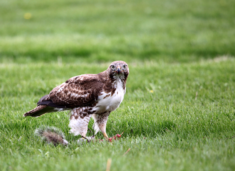 OWLET/ESRTABROOKPARKMRTRAPP408201213X1000.jpg