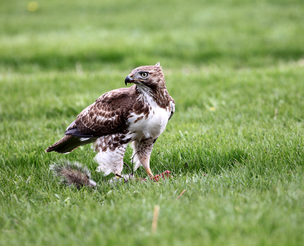 OWLET/ESRTABROOKPARKMRTRAPP408201213X1000.jpg