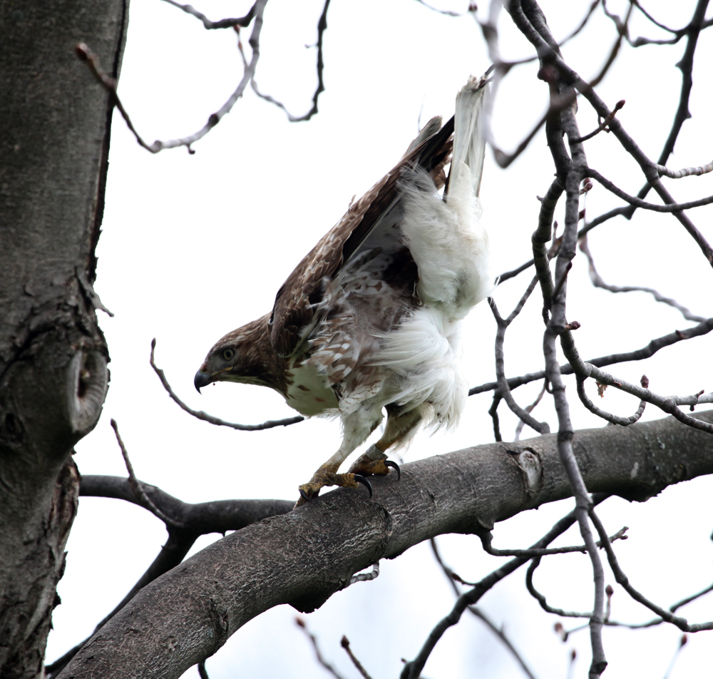 OWLET/ESRTABROOKPARKMRTRAPP408201213X1000.jpg