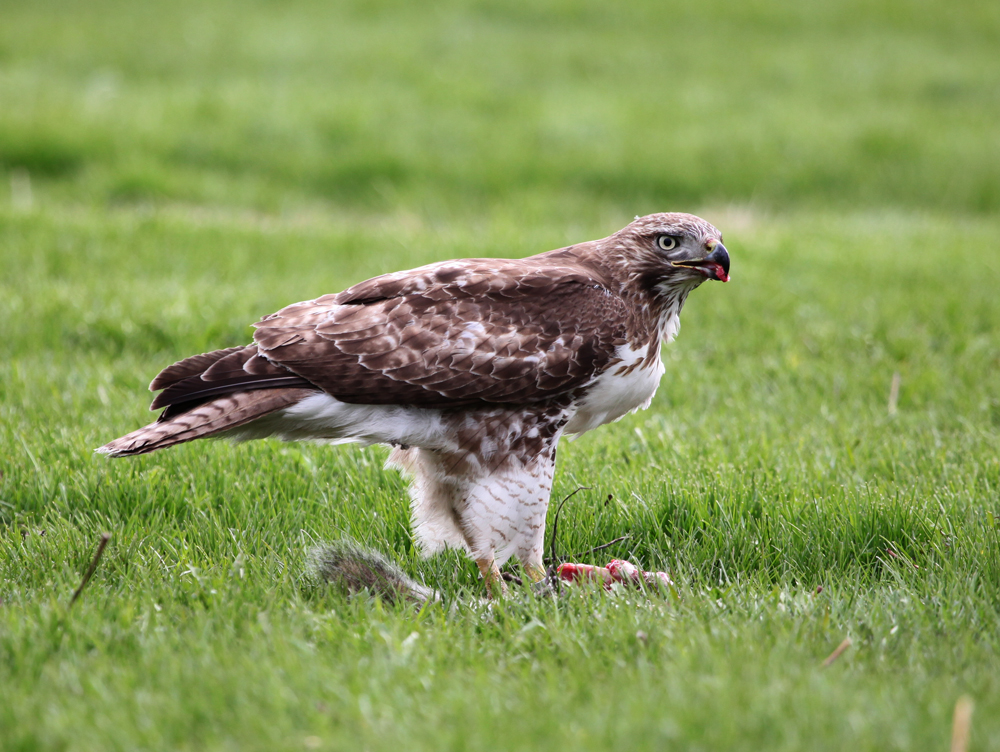 OWLET/ESRTABROOKPARKMRTRAPP408201213X1000.jpg