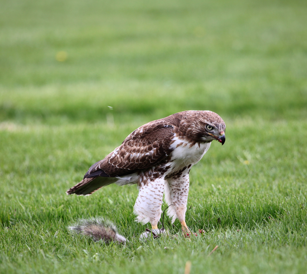 OWLET/ESRTABROOKPARKMRTRAPP408201213X1000.jpg