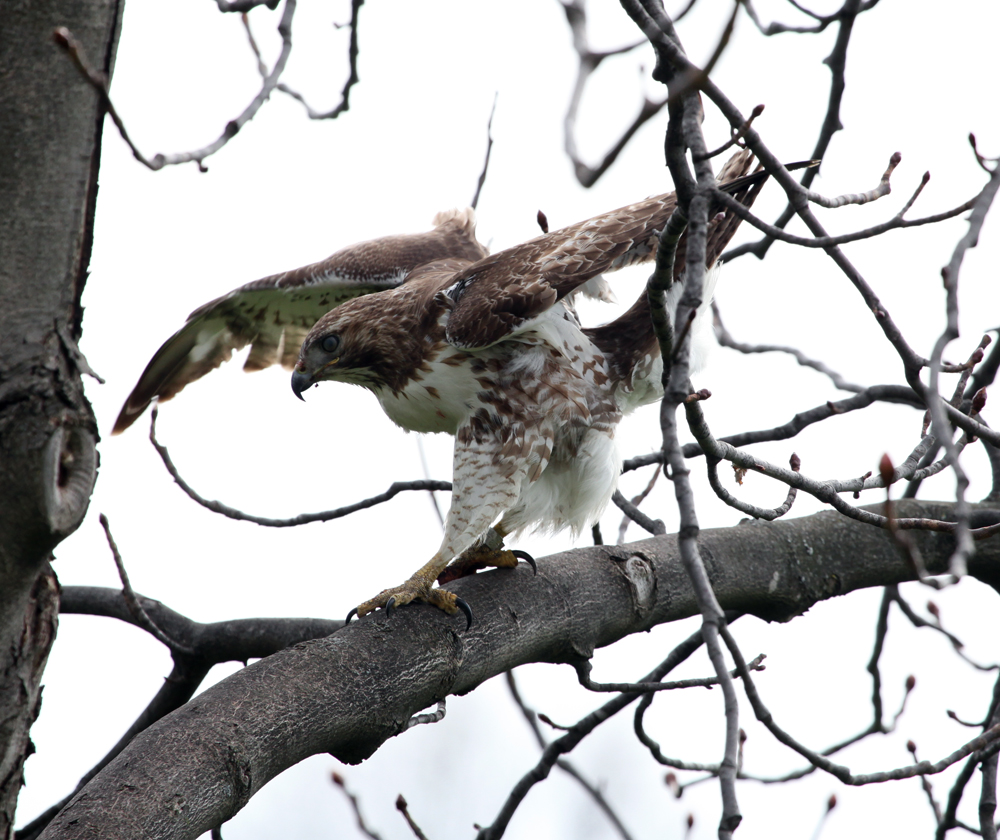 OWLET/ESRTABROOKPARKMRTRAPP408201213X1000.jpg