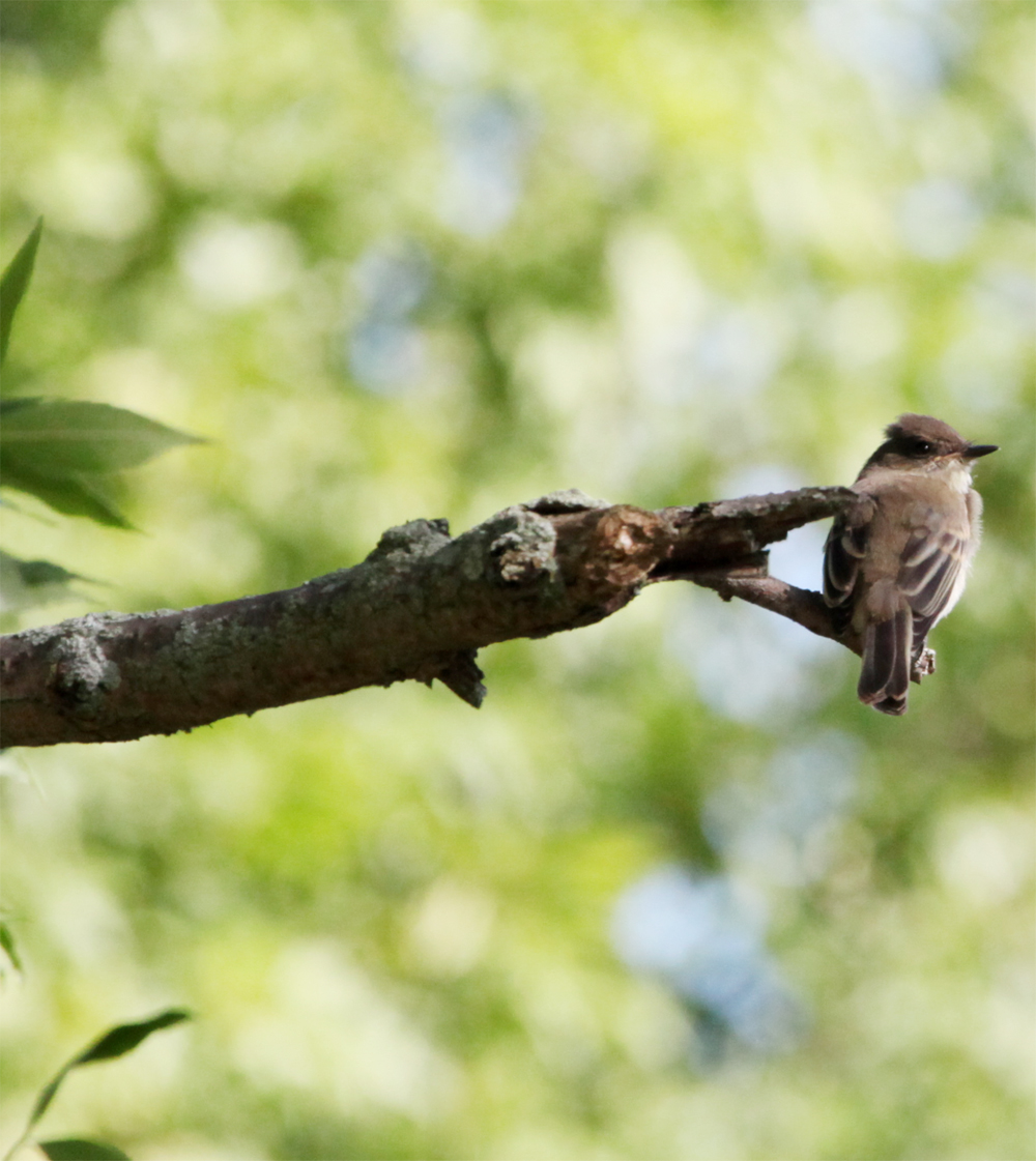 OWLET/FBR8172012MRT012X1000jpg.jpg