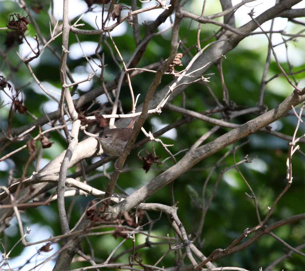 OWLET/FBR8172012MRT023X1000.jpg