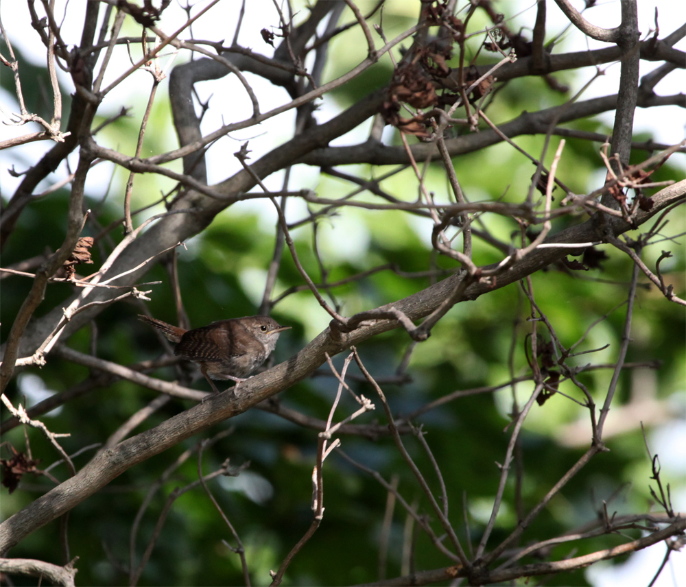 OWLET/FBR8172012MRT023X1000.jpg