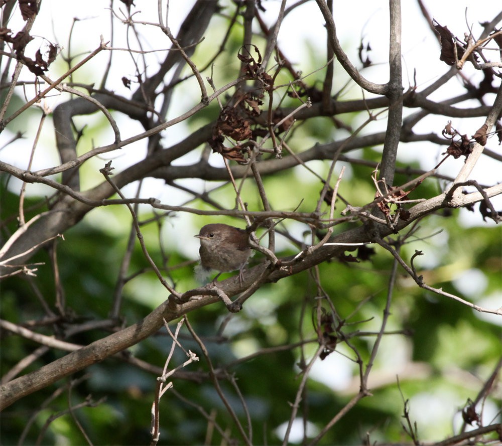 OWLET/FBR8172012MRT023X1000.jpg