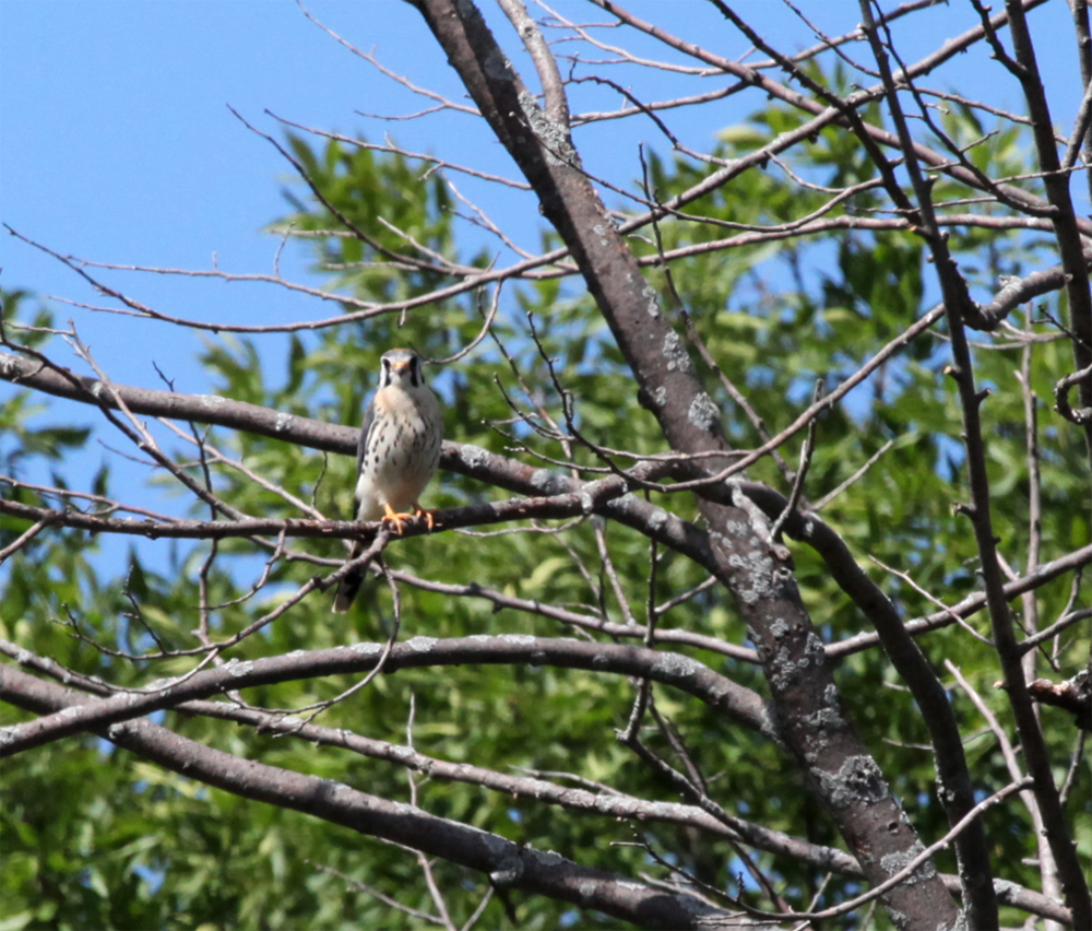 OWLET/FBR8172012MRT117X1000.jpg