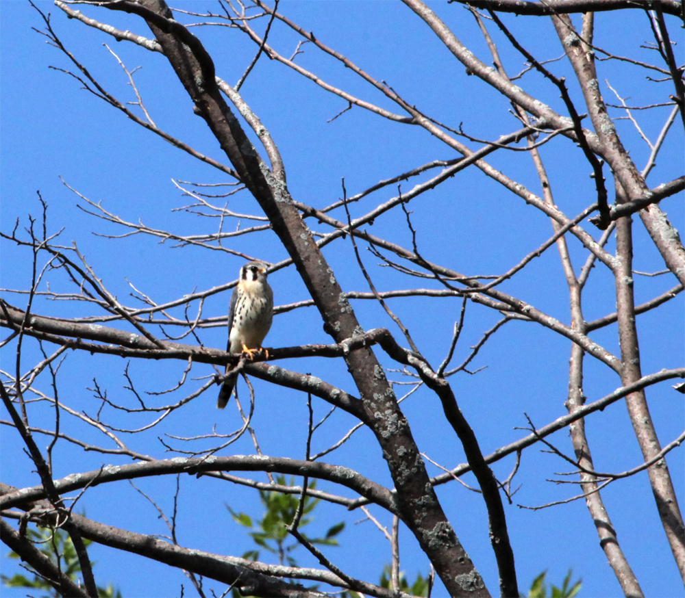 OWLET/FBR8172012MRT117X1000.jpg