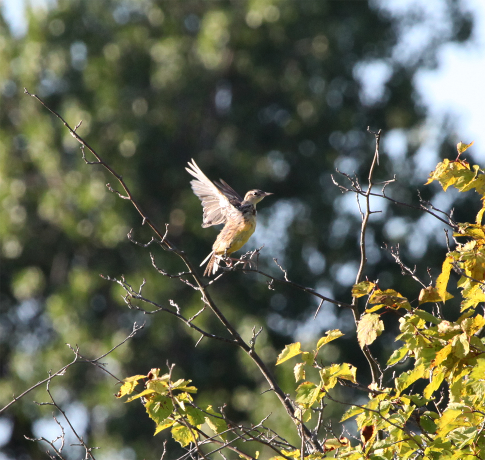 OWLET/FBR8182012MRT007x1000.jpg