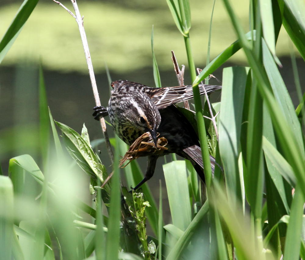 OWLET/GRANTPARK5272011MRT246X1000.jpg
